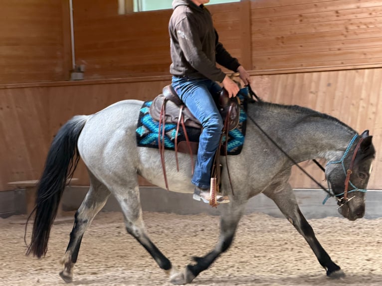 American Quarter Horse Merrie 4 Jaar 140 cm Roan-Blue in Ascha