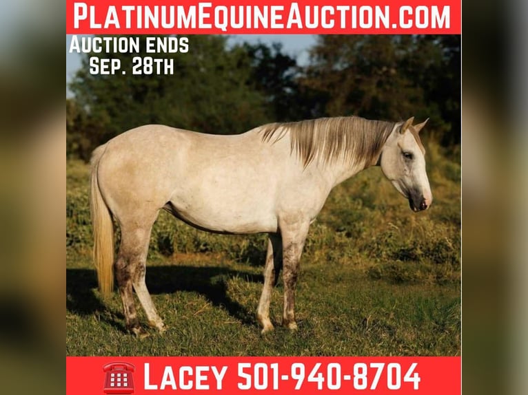 American Quarter Horse Merrie 4 Jaar 142 cm Appelschimmel in Quitman AR