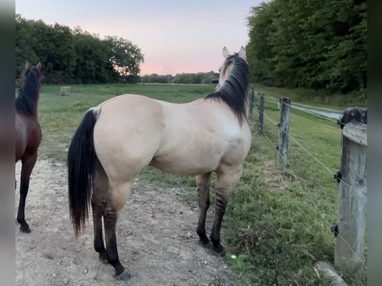 American Quarter Horse Merrie 4 Jaar 142 cm Falbe in Mayport