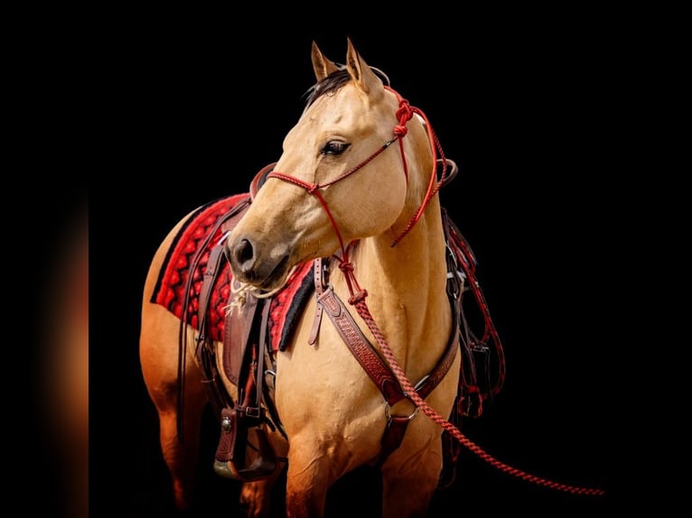 American Quarter Horse Merrie 4 Jaar 142 cm Falbe in Mayport