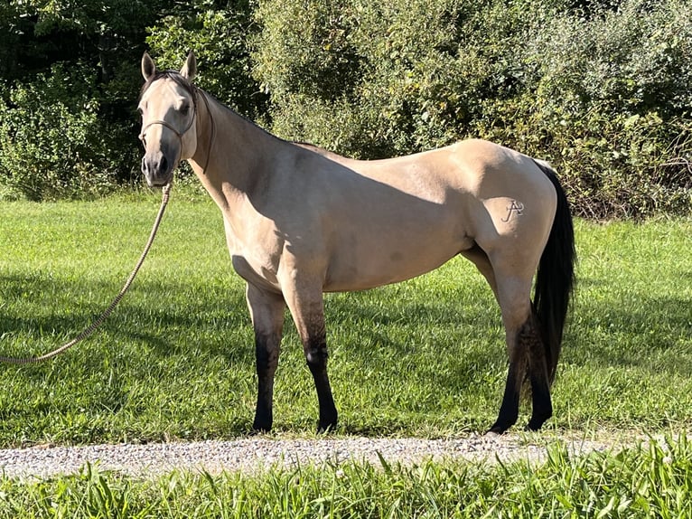 American Quarter Horse Merrie 4 Jaar 142 cm Falbe in Mayport