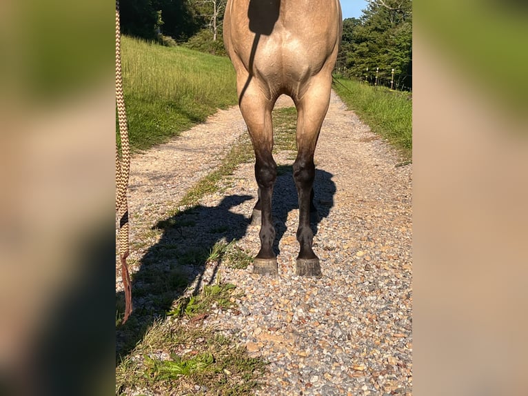 American Quarter Horse Merrie 4 Jaar 142 cm Falbe in Mayport