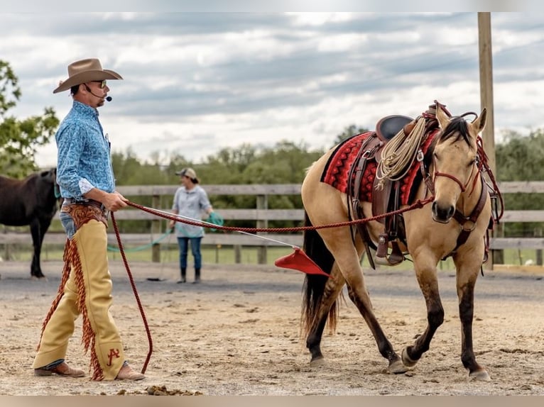 American Quarter Horse Merrie 4 Jaar 142 cm Falbe in Mayport