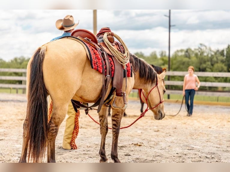 American Quarter Horse Merrie 4 Jaar 142 cm Falbe in Mayport