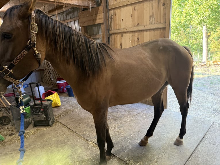American Quarter Horse Merrie 4 Jaar 142 cm Falbe in Strattanville