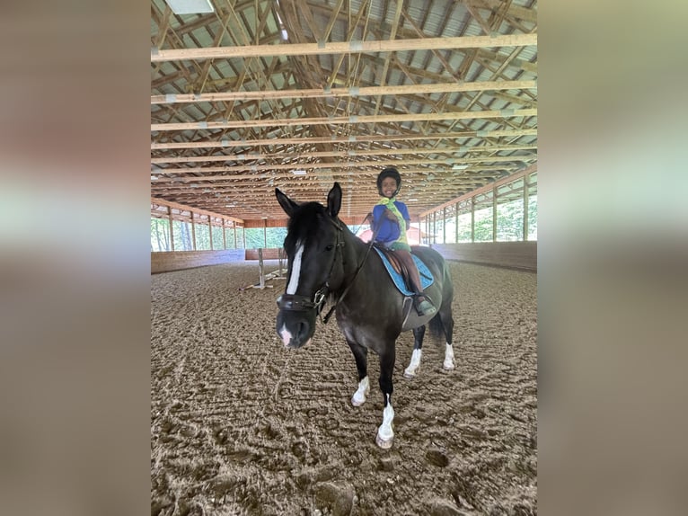 American Quarter Horse Merrie 4 Jaar 142 cm Grullo in Bear Creek