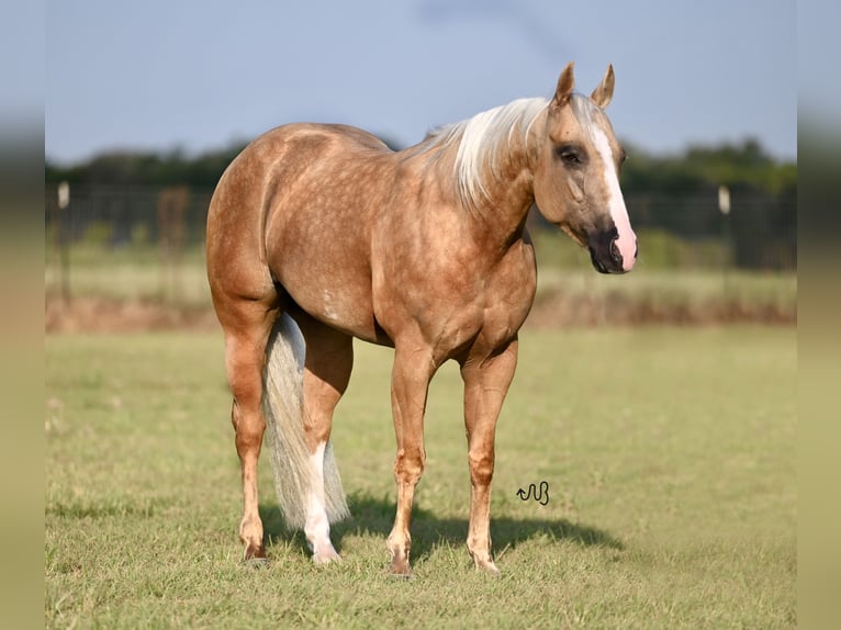 American Quarter Horse Merrie 4 Jaar 142 cm Palomino in Waco, TX