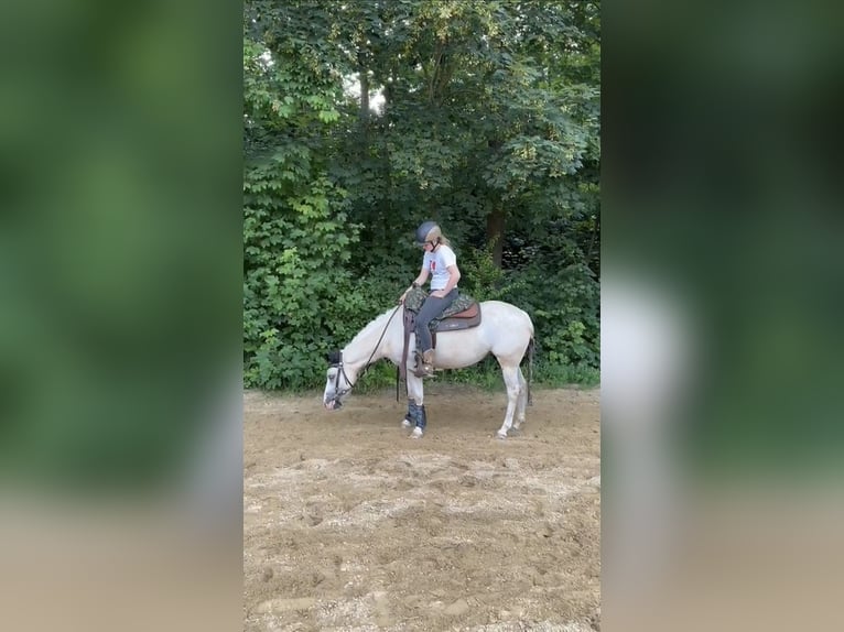 American Quarter Horse Merrie 4 Jaar 142 cm Palomino in Lkr. Göppingen