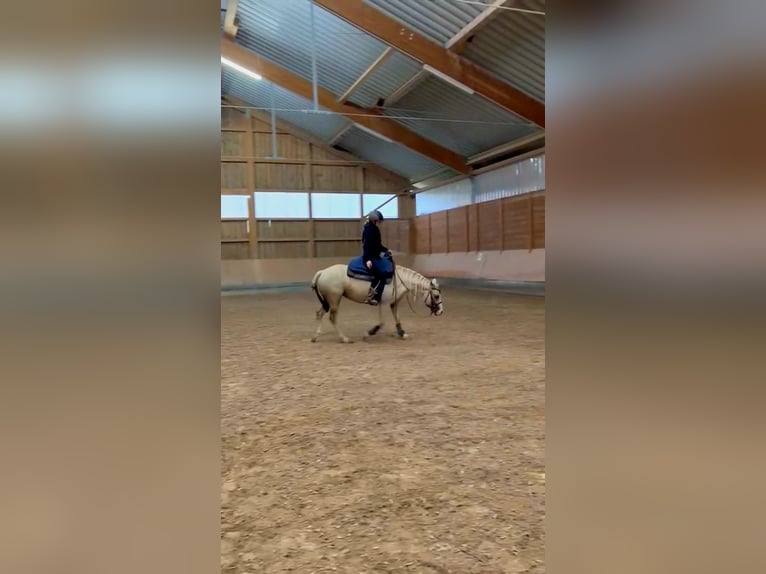 American Quarter Horse Merrie 4 Jaar 142 cm Palomino in Lkr. Göppingen