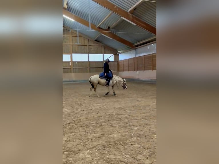 American Quarter Horse Merrie 4 Jaar 142 cm Palomino in Lkr. Göppingen