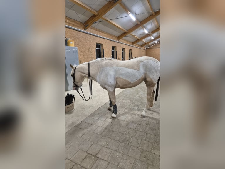 American Quarter Horse Merrie 4 Jaar 142 cm Palomino in Lkr. Göppingen