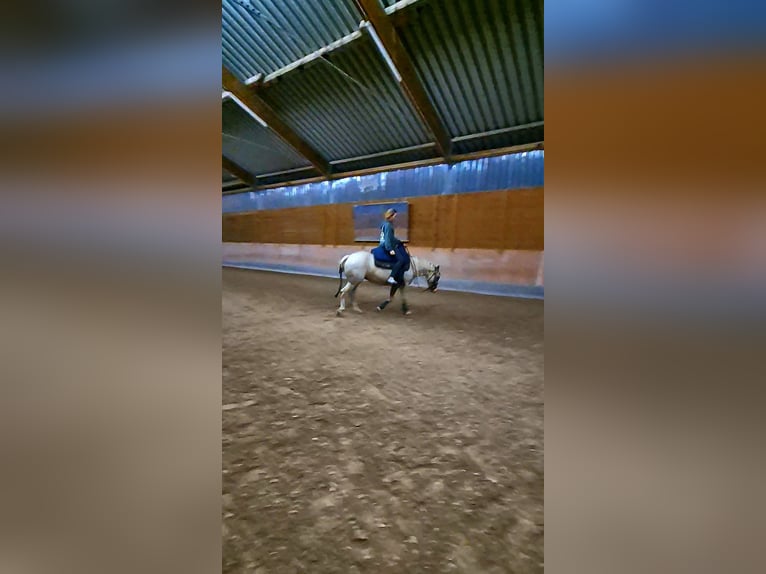 American Quarter Horse Merrie 4 Jaar 142 cm Palomino in Lkr. Göppingen