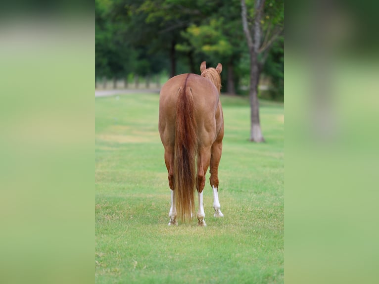 American Quarter Horse Merrie 4 Jaar 142 cm Roodvos in Terrell