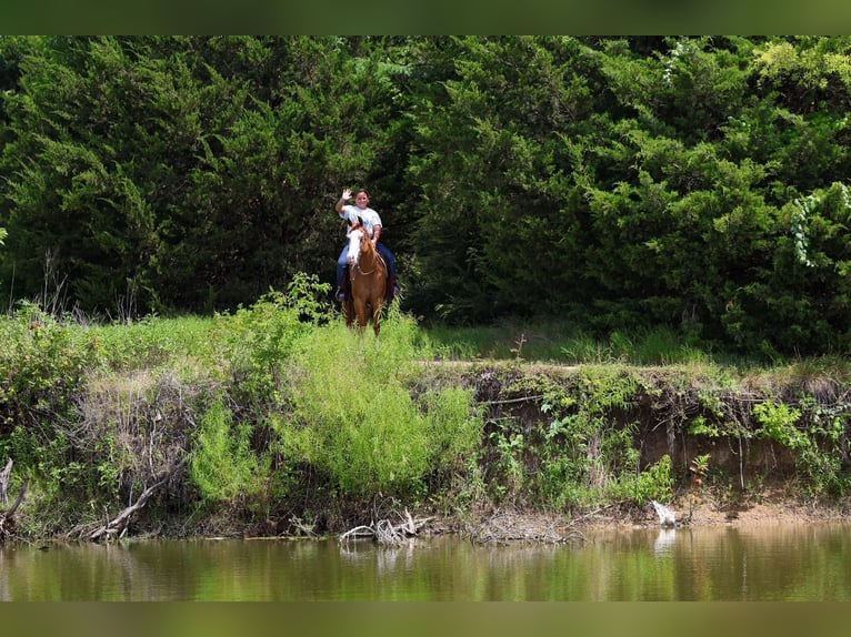 American Quarter Horse Merrie 4 Jaar 142 cm Roodvos in Terrell
