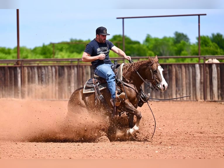 American Quarter Horse Merrie 4 Jaar 142 cm Roodvos in Waco