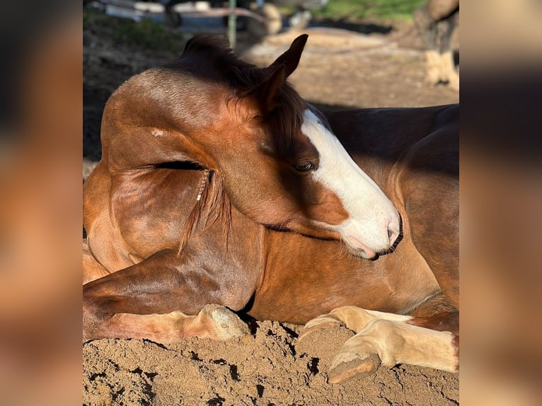 American Quarter Horse Merrie 4 Jaar 143 cm Donkere-vos in Neunkirchen-Seelscheid