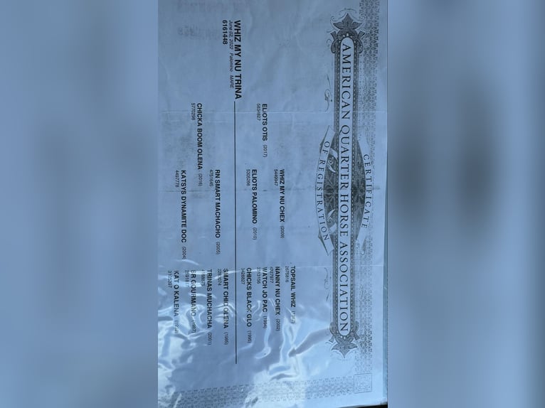 American Quarter Horse Merrie 4 Jaar 145 cm Palomino in Granbury TX