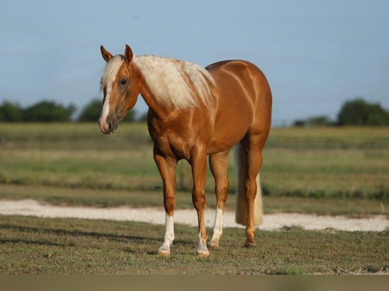 American Quarter Horse Merrie 4 Jaar 145 cm Palomino in Granbury TX
