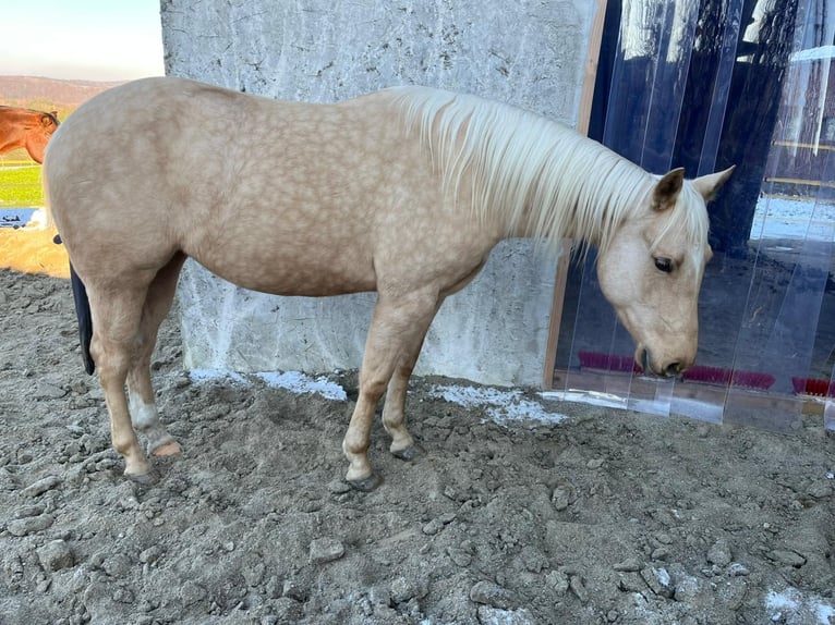 American Quarter Horse Merrie 4 Jaar 145 cm Palomino in Bad Urach
