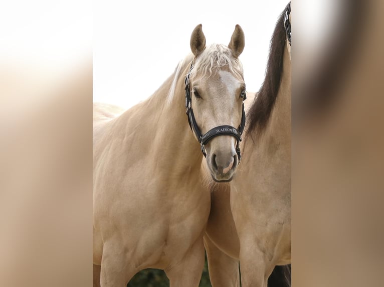 American Quarter Horse Merrie 4 Jaar 145 cm Palomino in Bad Laer