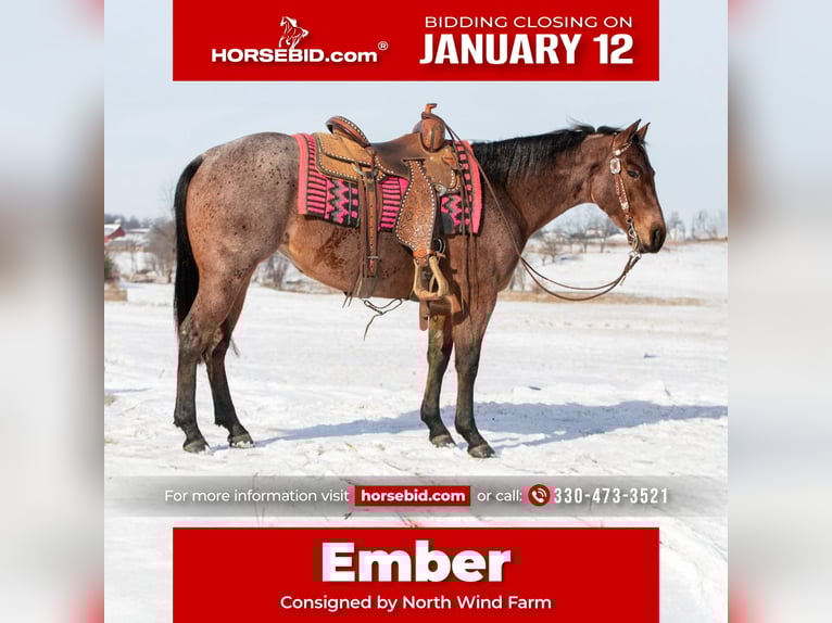 American Quarter Horse Merrie 4 Jaar 145 cm Roan-Bay in Fredericksburg