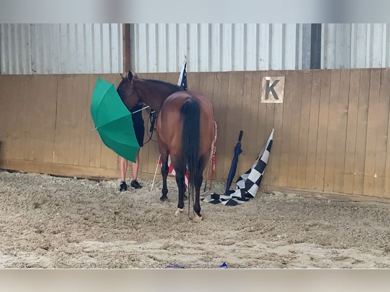 American Quarter Horse Merrie 4 Jaar 145 cm Roodbruin in Lehre