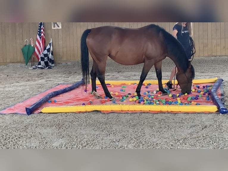 American Quarter Horse Merrie 4 Jaar 145 cm Roodbruin in Lehre