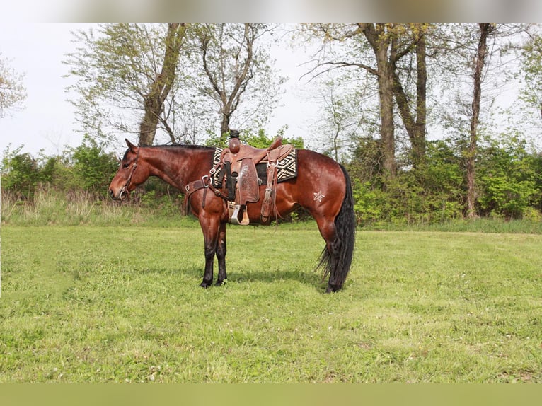 American Quarter Horse Merrie 4 Jaar 145 cm Roodbruin in North Judson IN