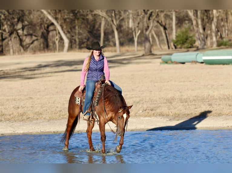 American Quarter Horse Merrie 4 Jaar 145 cm Roodvos in Decatur