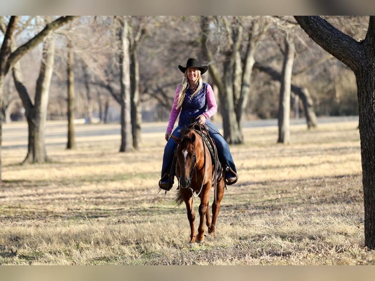 American Quarter Horse Merrie 4 Jaar 145 cm Roodvos in Decatur