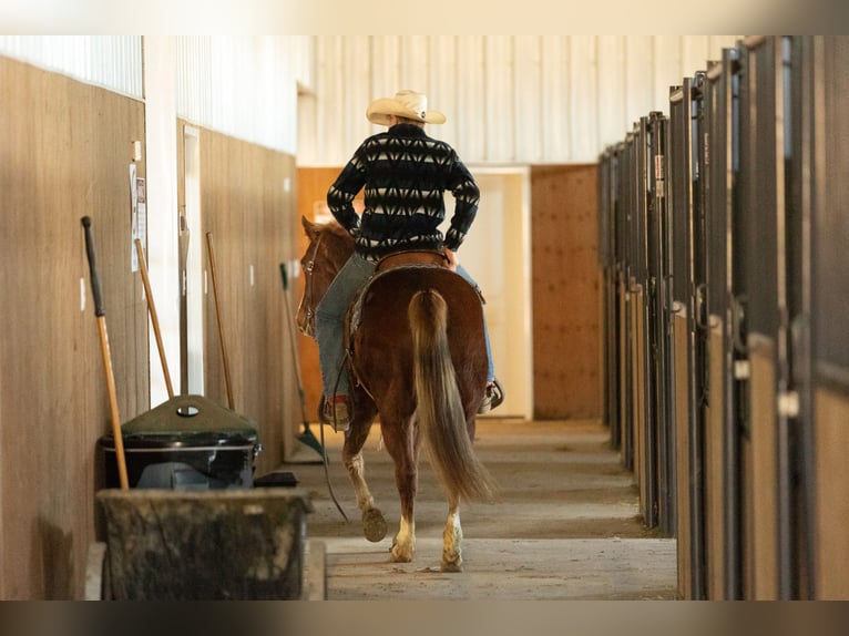American Quarter Horse Merrie 4 Jaar 145 cm Roodvos in Decorah