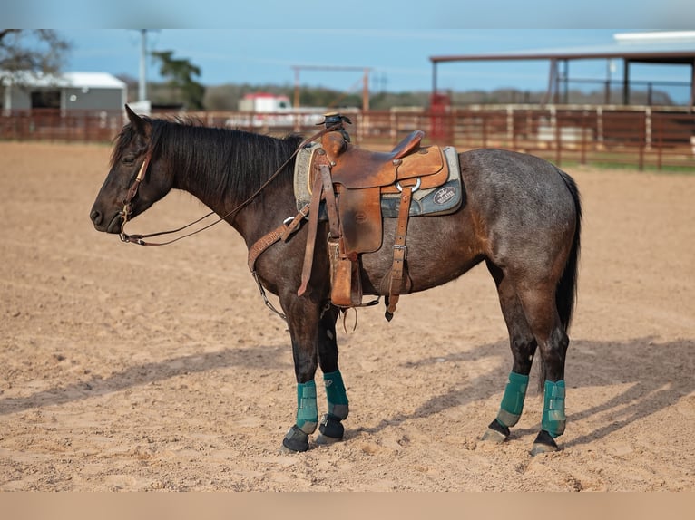 American Quarter Horse Merrie 4 Jaar 145 cm Zwart in Normangee