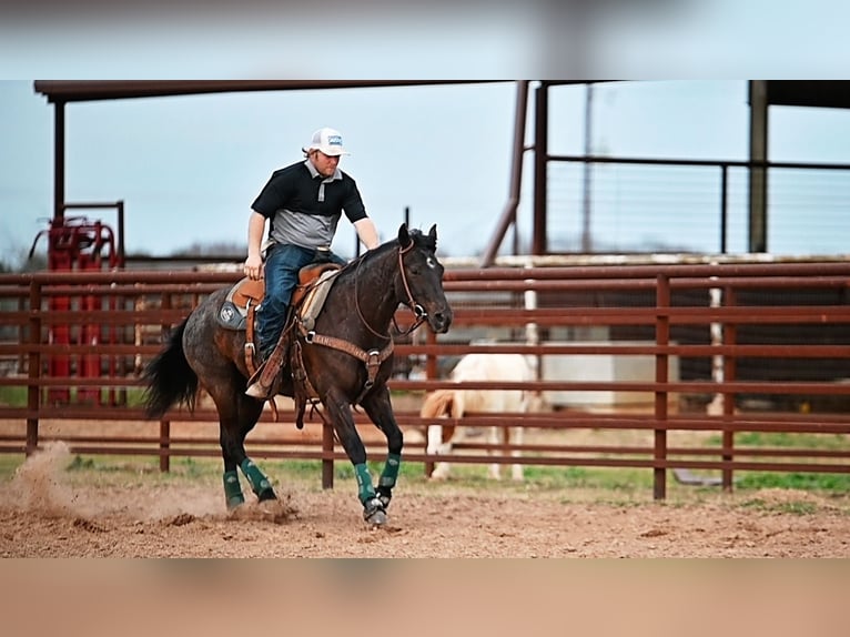 American Quarter Horse Merrie 4 Jaar 145 cm Zwart in Normangee