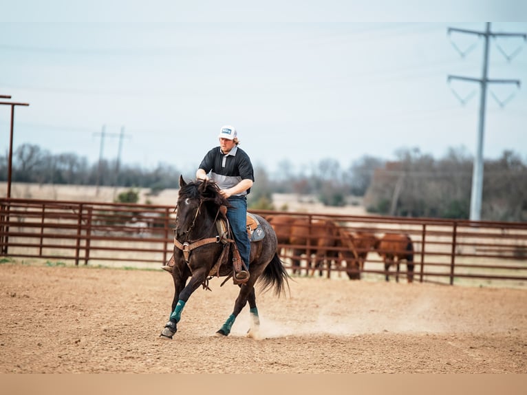 American Quarter Horse Merrie 4 Jaar 145 cm Zwart in Normangee