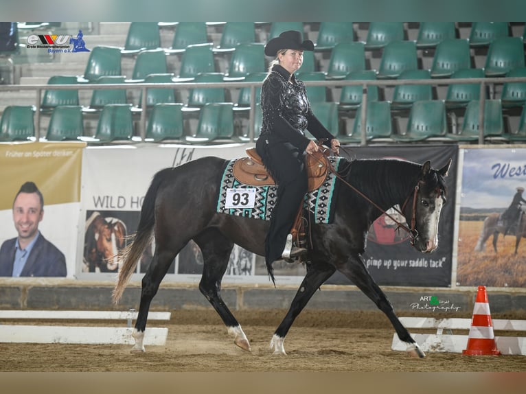 American Quarter Horse Merrie 4 Jaar 145 cm Zwart in Kammlach