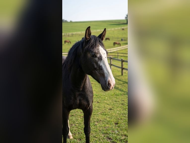 American Quarter Horse Merrie 4 Jaar 145 cm Zwart in Kammlach