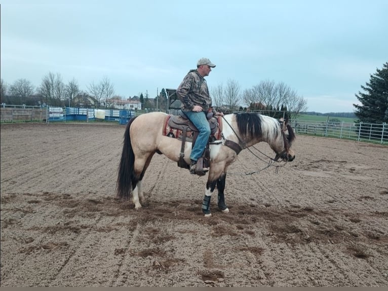 American Quarter Horse Merrie 4 Jaar 146 cm Buckskin in Mansfeld