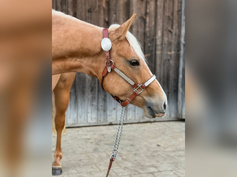 American Quarter Horse Merrie 4 Jaar 146 cm Palomino in Tannheim
