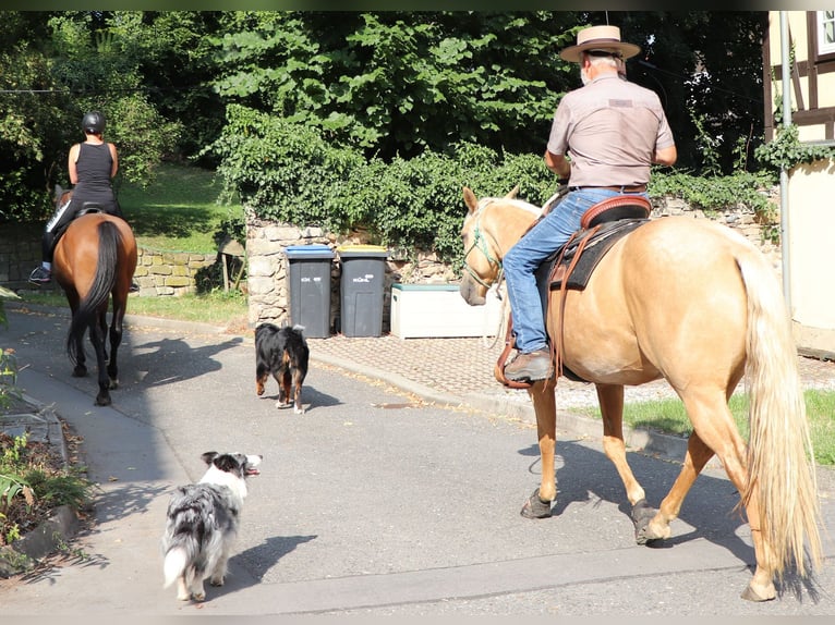 American Quarter Horse Merrie 4 Jaar 146 cm Palomino in Müglitztal