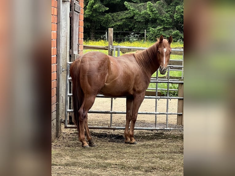 American Quarter Horse Merrie 4 Jaar 146 cm Vos in Eschach