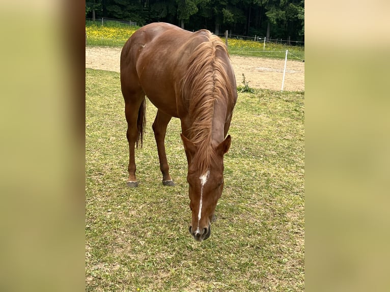American Quarter Horse Merrie 4 Jaar 146 cm Vos in Eschach