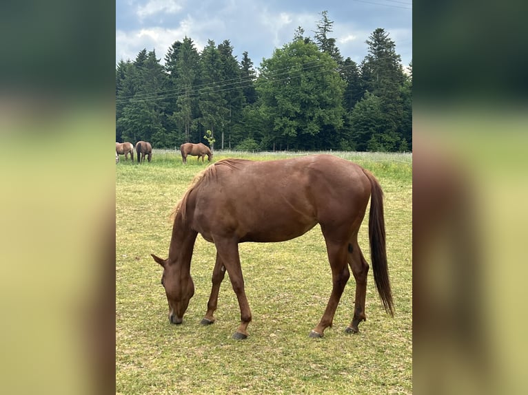 American Quarter Horse Merrie 4 Jaar 146 cm Vos in Eschach