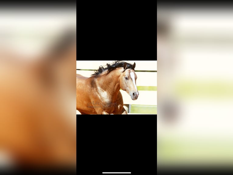 American Quarter Horse Merrie 4 Jaar 146 cm Vos in Eschach