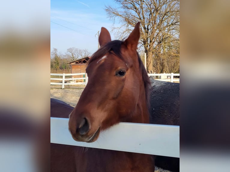 American Quarter Horse Merrie 4 Jaar 146 cm Vos in Sulz am Neckar