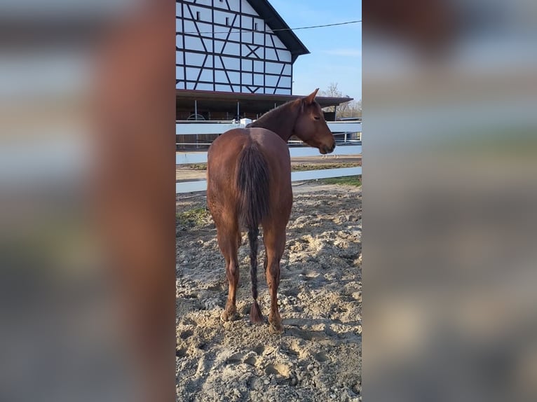 American Quarter Horse Merrie 4 Jaar 146 cm Vos in Sulz am Neckar