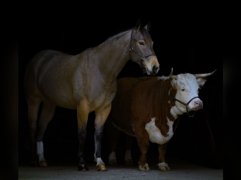 American Quarter Horse Merrie 4 Jaar 147 cm Buckskin in Street, MD