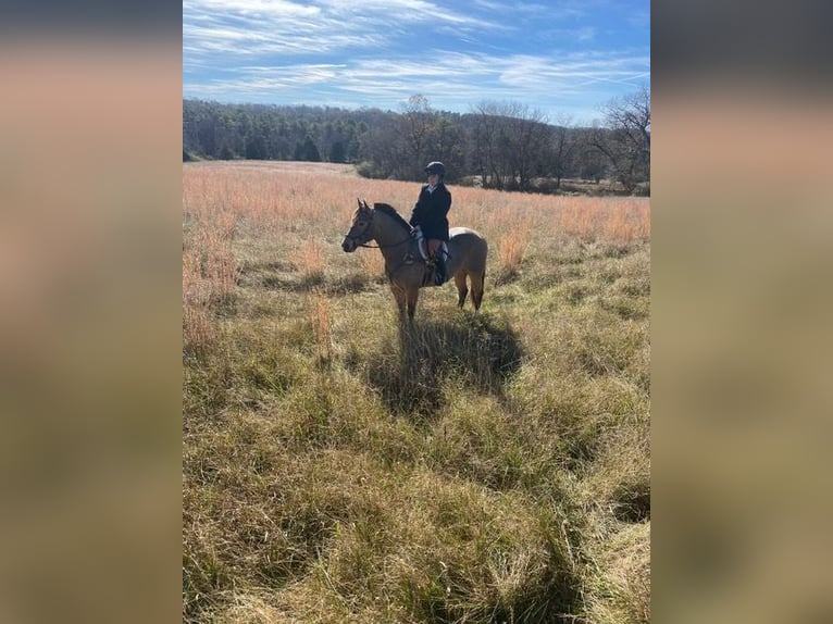 American Quarter Horse Merrie 4 Jaar 147 cm Buckskin in Street, MD