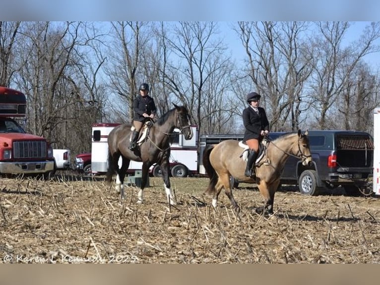 American Quarter Horse Merrie 4 Jaar 147 cm Buckskin in Street, MD