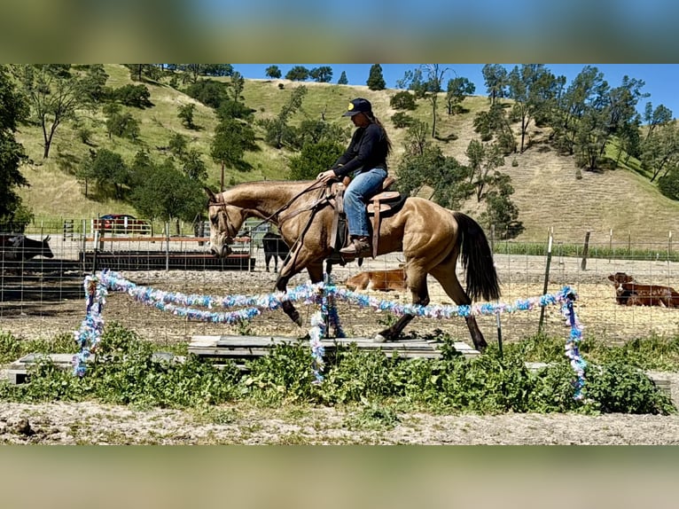 American Quarter Horse Merrie 4 Jaar 147 cm Buckskin in King City