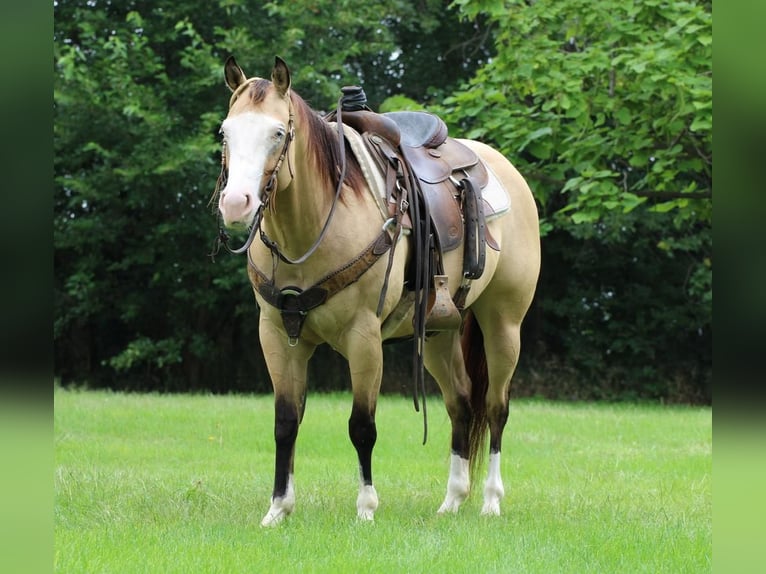 American Quarter Horse Mix Merrie 4 Jaar 147 cm Buckskin in Cottonwood, MN